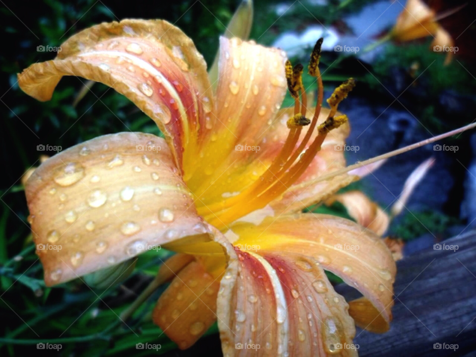 yellow pollen flower red by jmh