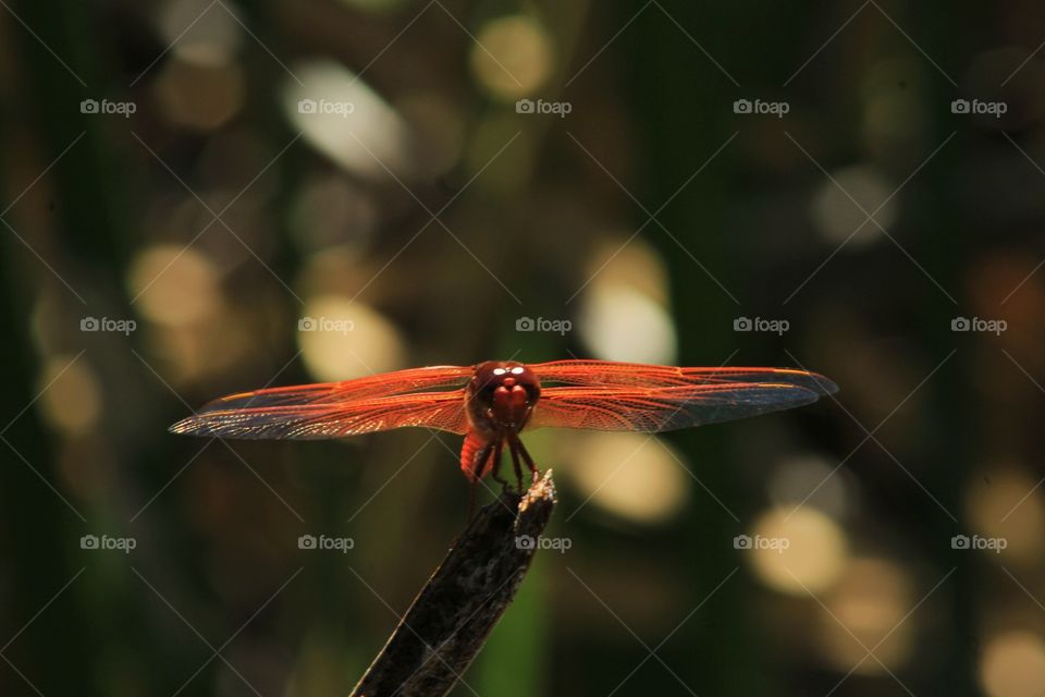 drangonfly