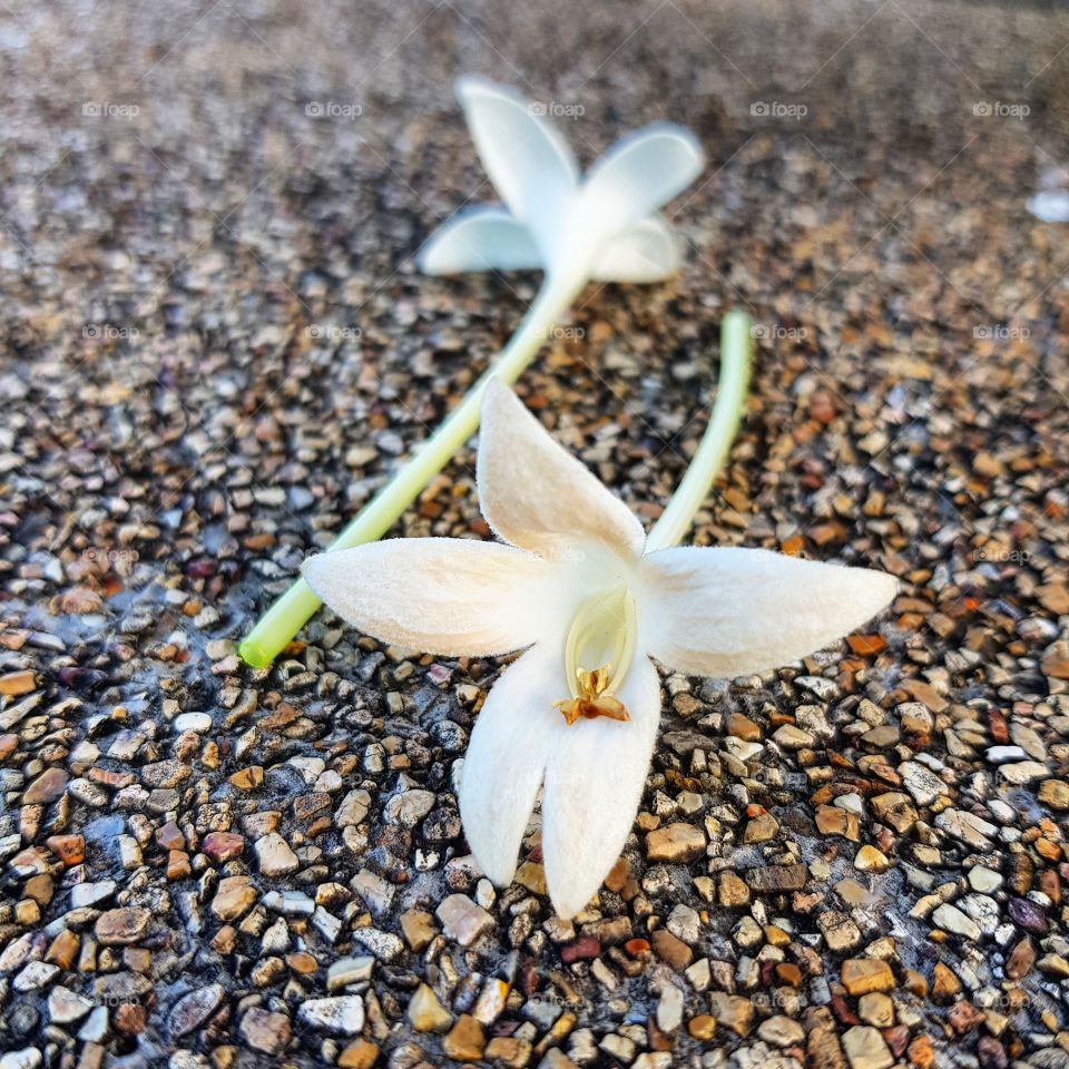 Flowers fall from trees