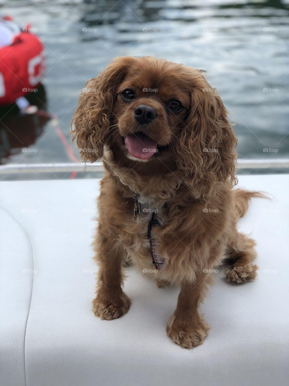 A handsome, ruby Cavalier King Charles on a boat on a beautiful summer day on the Lake.