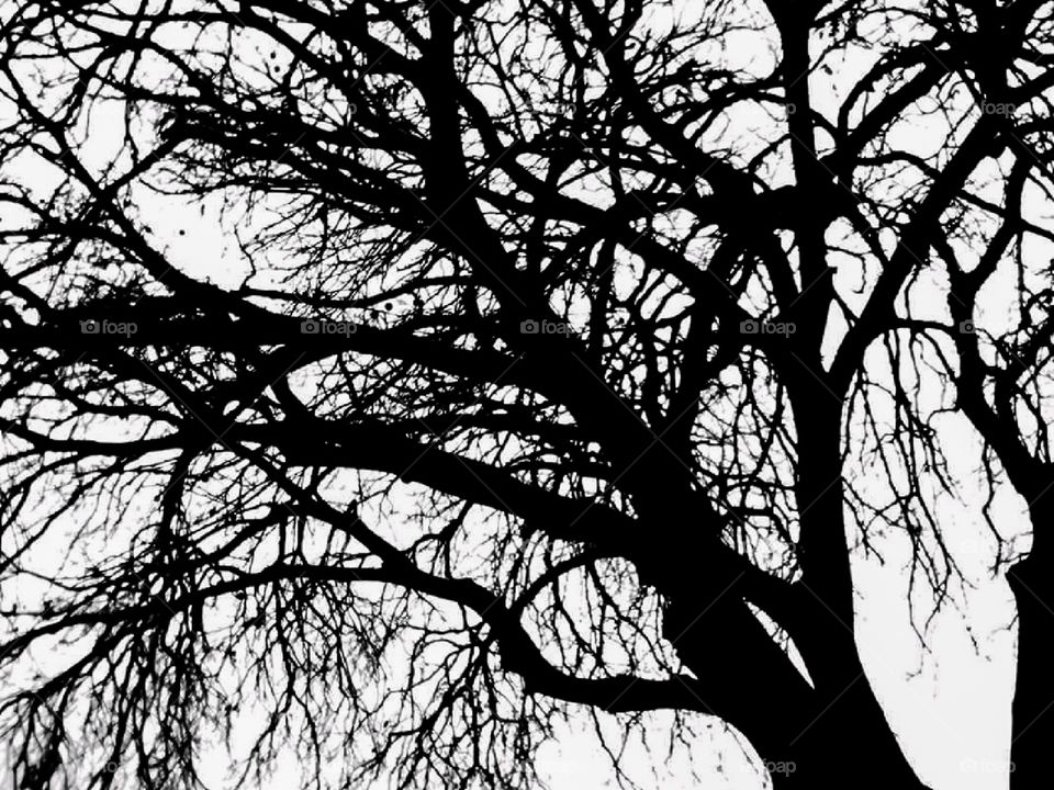 The world in black and white