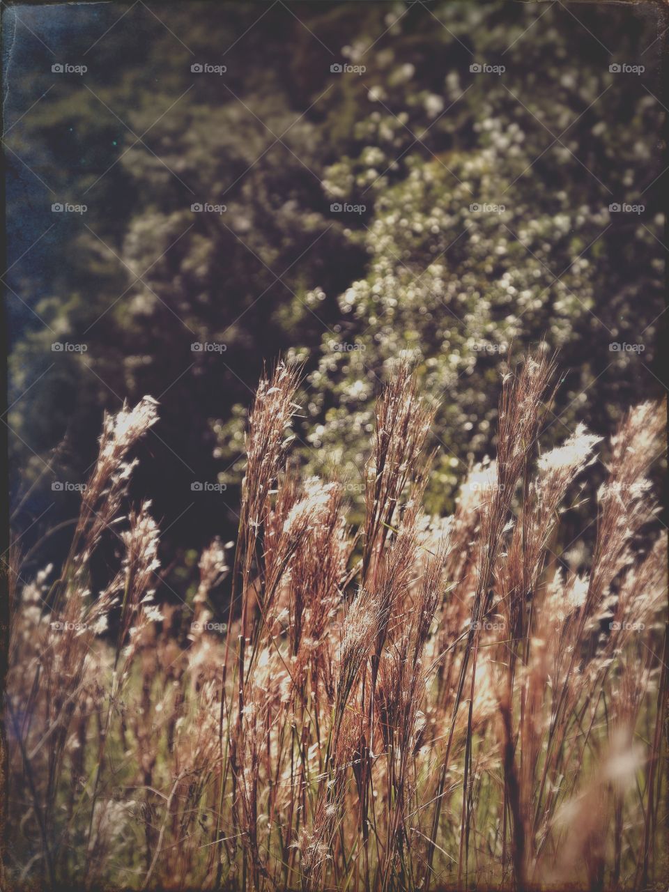 Golden field view