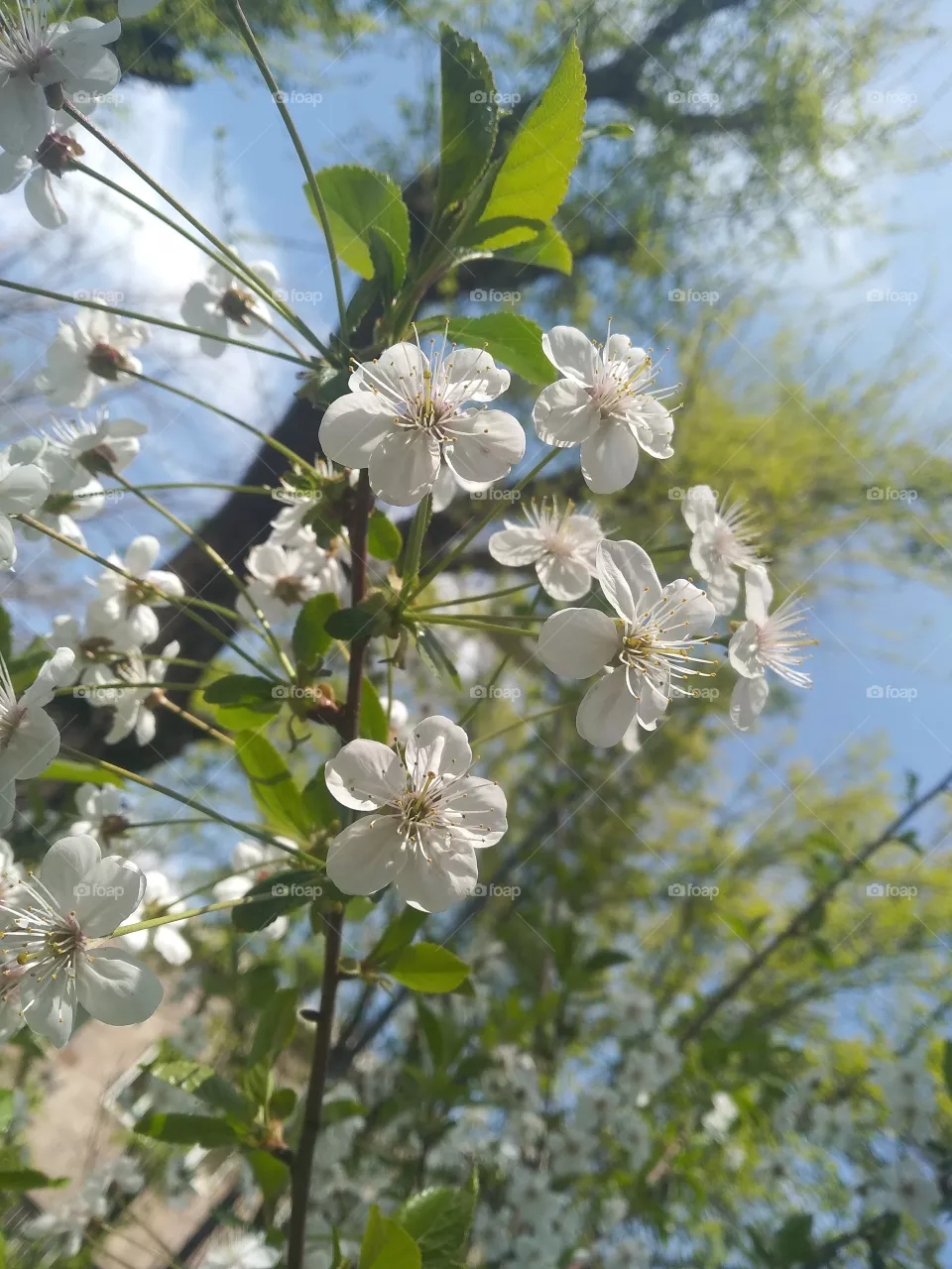 Blossoming cherry 🍒
