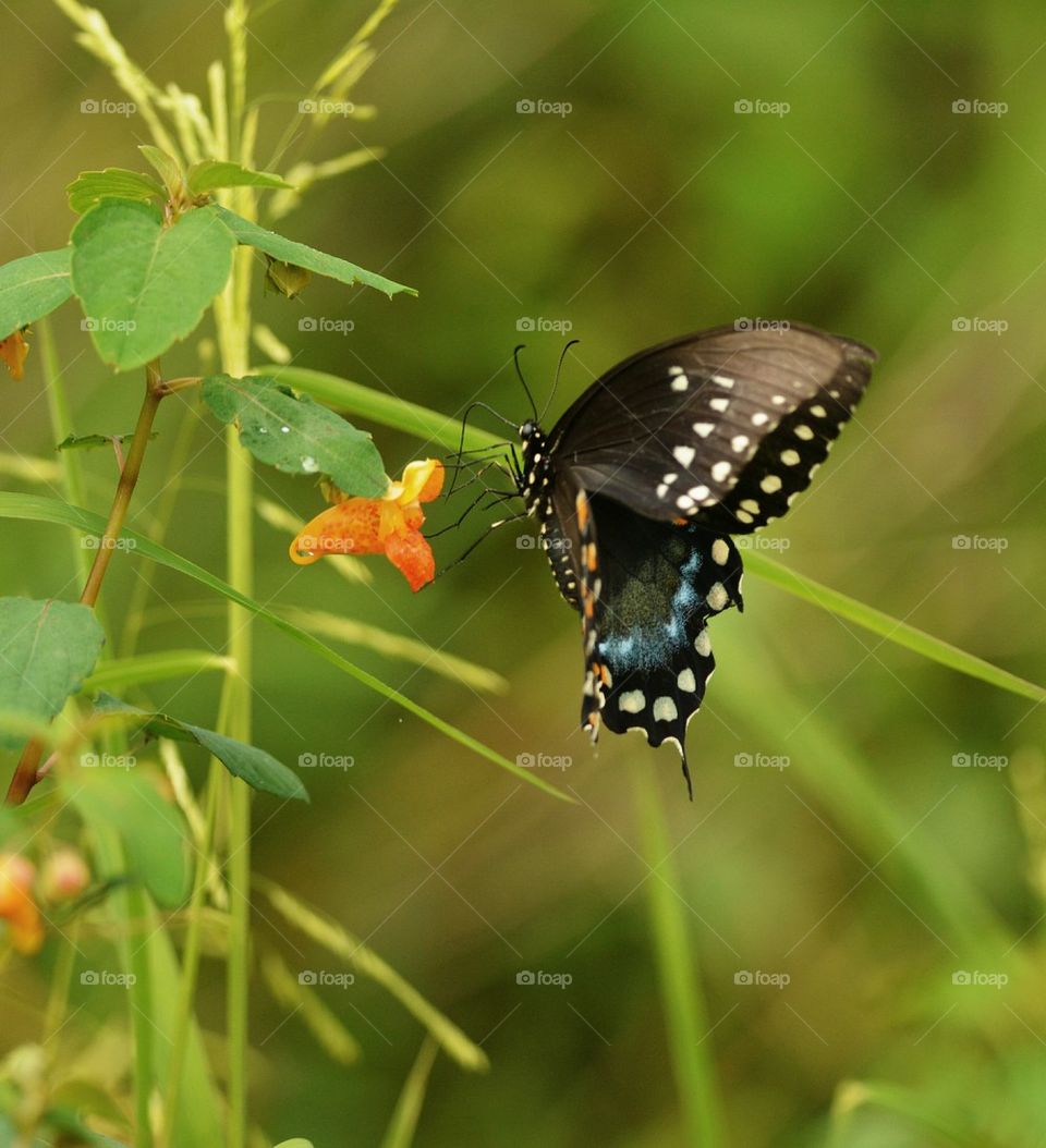 Eastern Black Swallowtail Butterfly