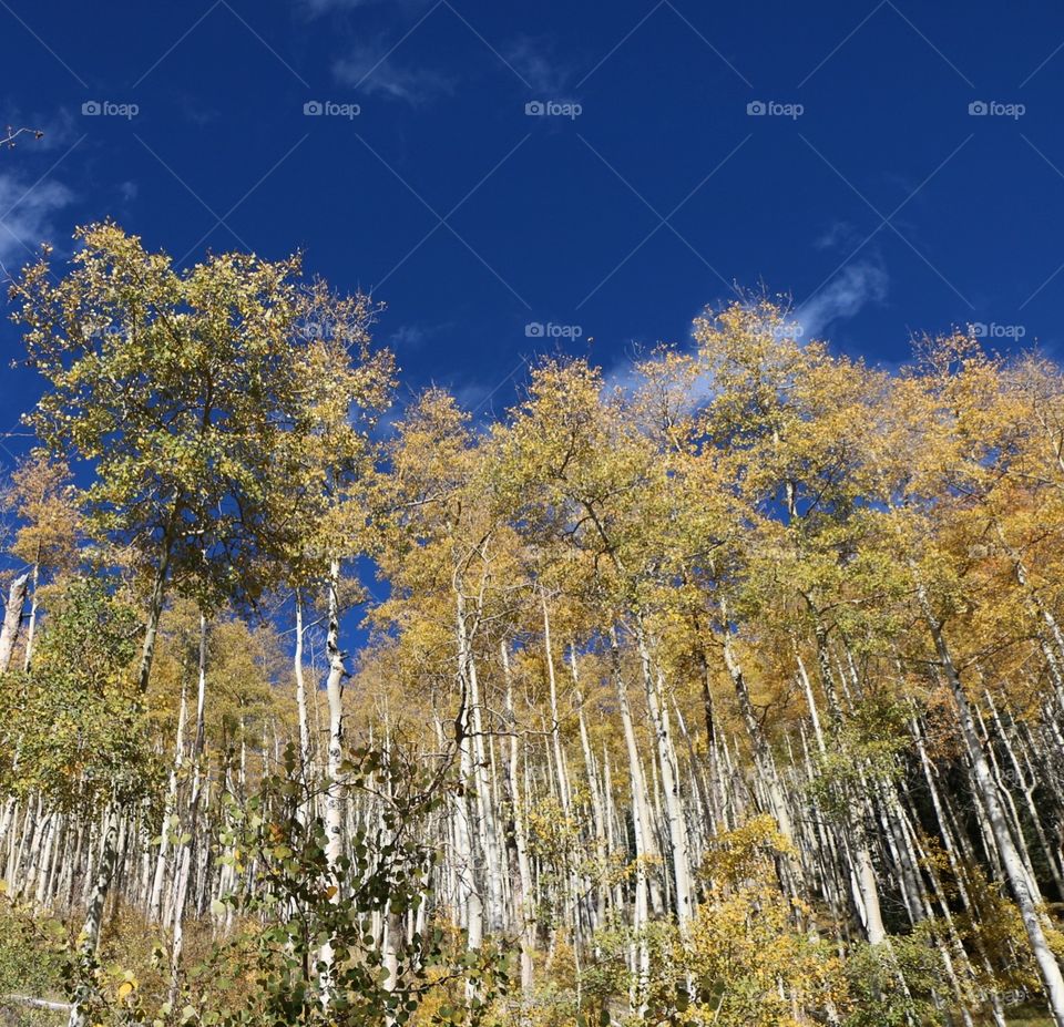 Wood, Tree, Nature, Landscape, Fall