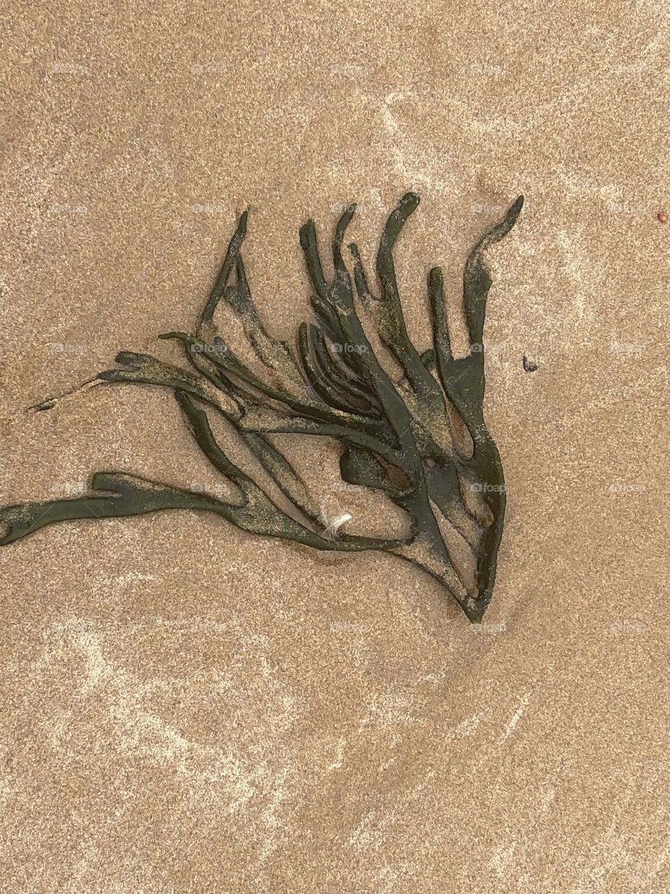 Seaweed 