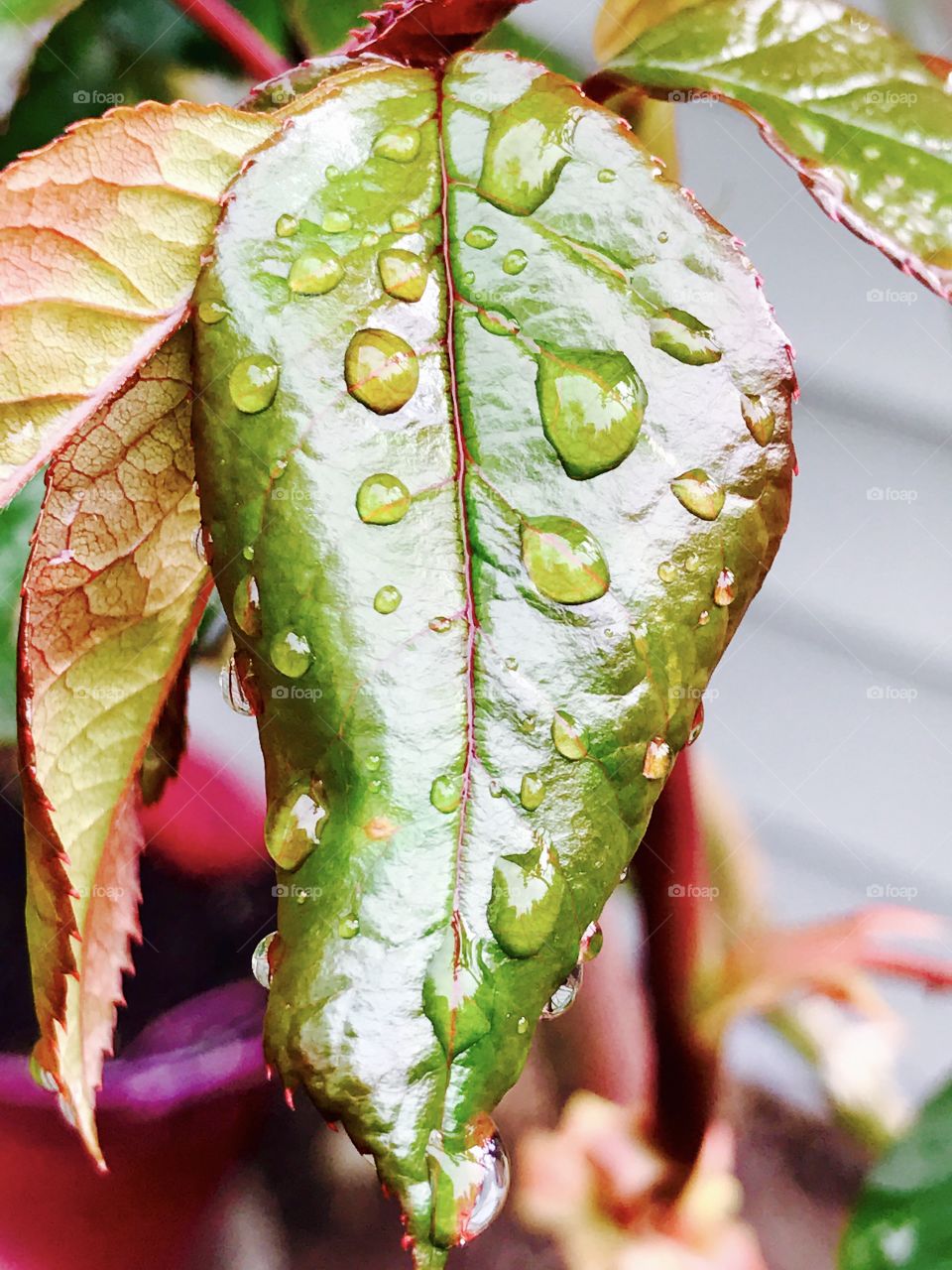 Leaf, Nature, Flora, No Person, Food