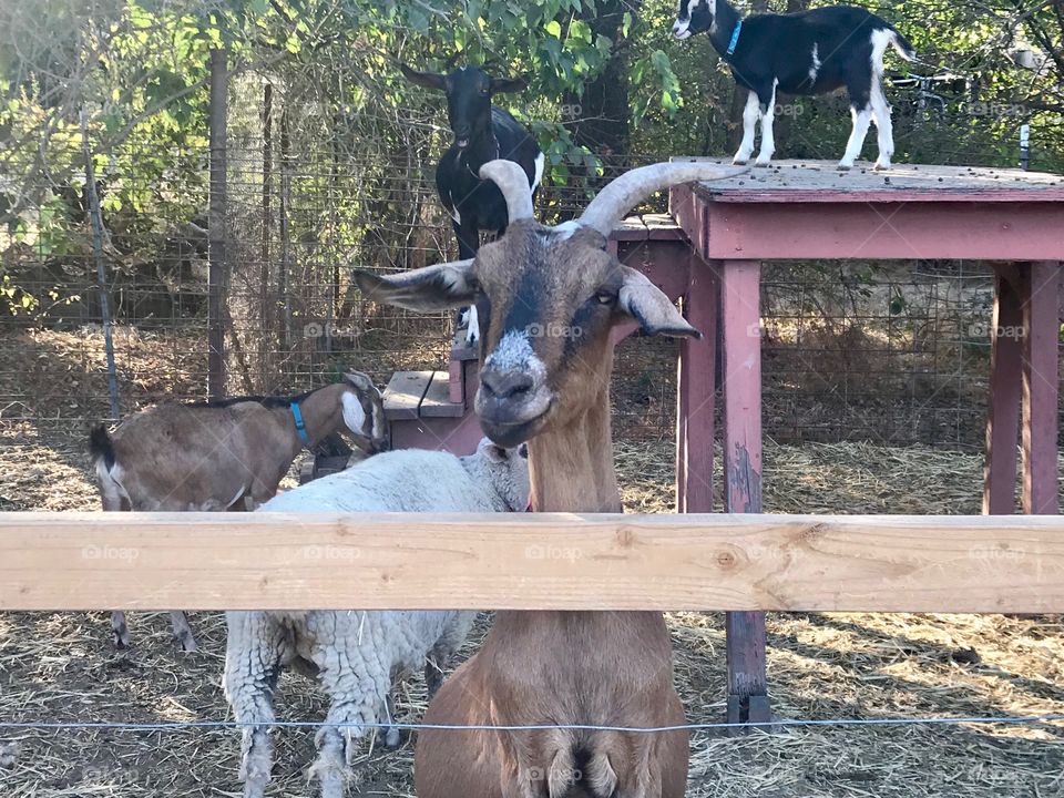 Looking at the goats At the pumpkin farm on a cool crisp autumn afternoon. America, USA 