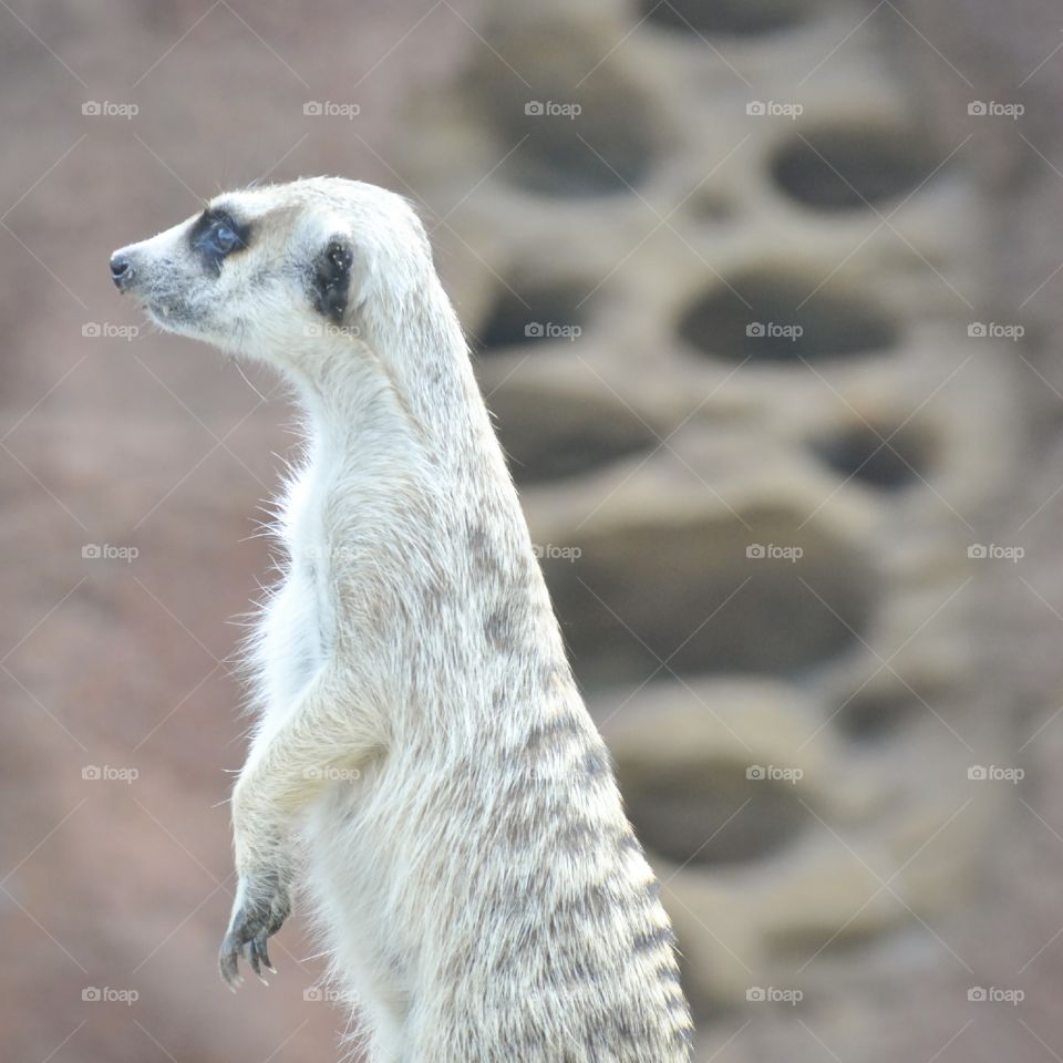 Meerkat standing guard.