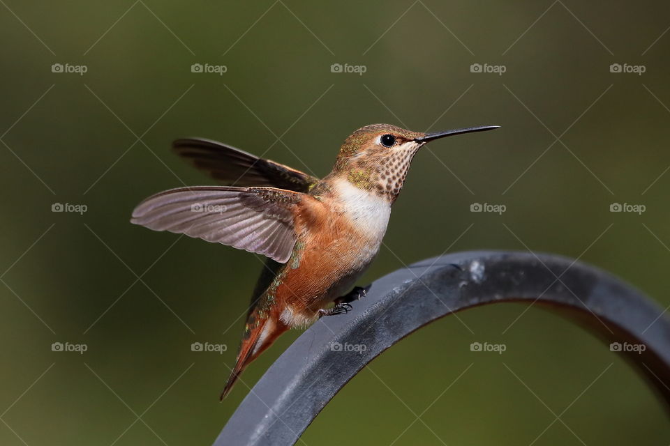 hummingbird take a rest
