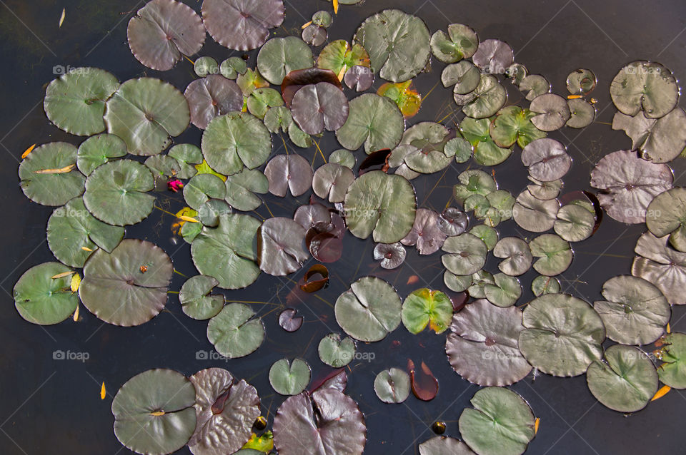 Lily Pads