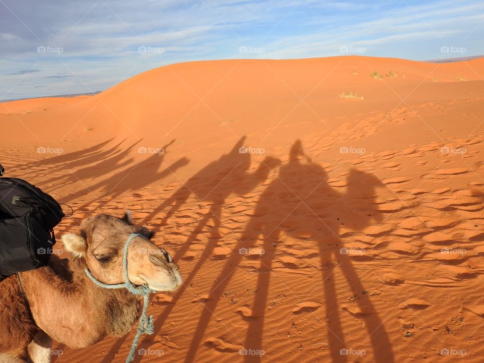 Shadow of camels in desert