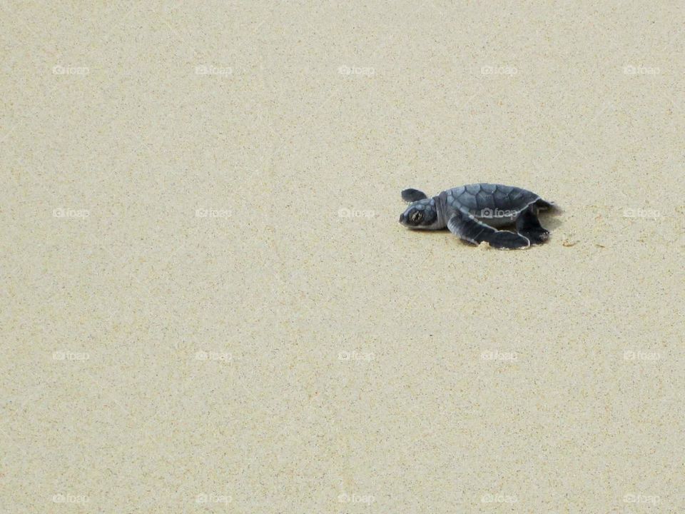 baby turtle