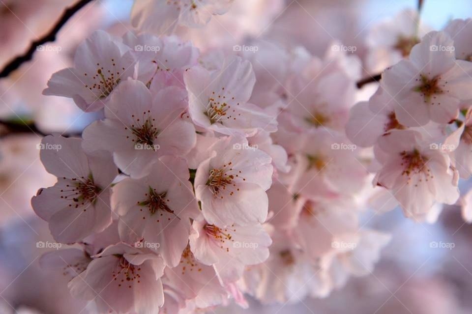 Cherry blossom