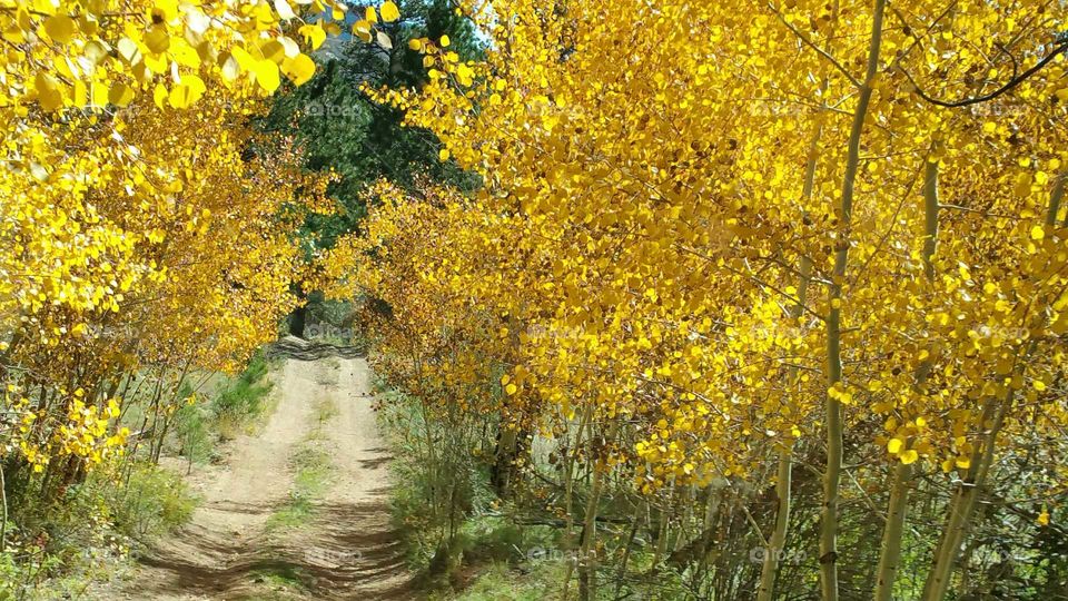 Fall color tree lined road