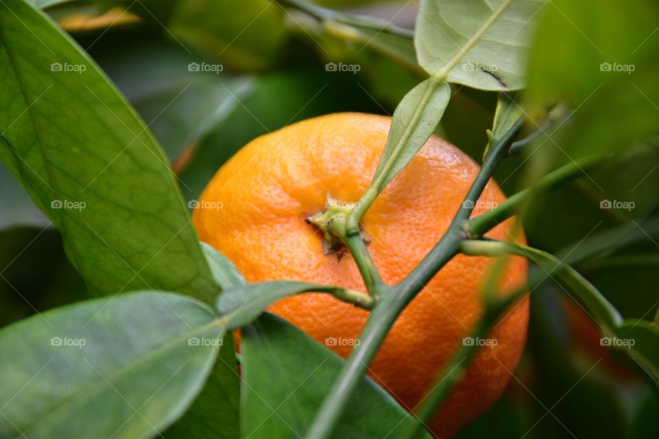 Orange