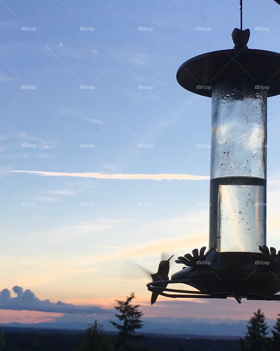 Hummingbird in action 