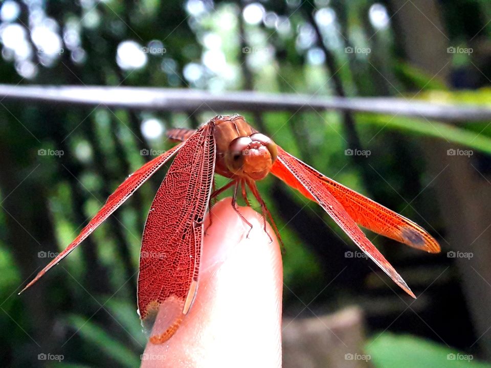 Dragonfly on the finger 😜🤗👍