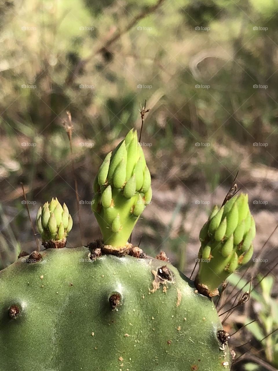 New growth from a cactus that’s growing out of the ground…in the sand here in the ranch! It’s amazing anything grows here!