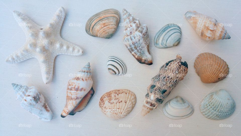 sea shells on a wooden background