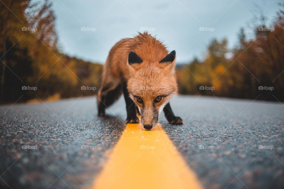 fox 🦊