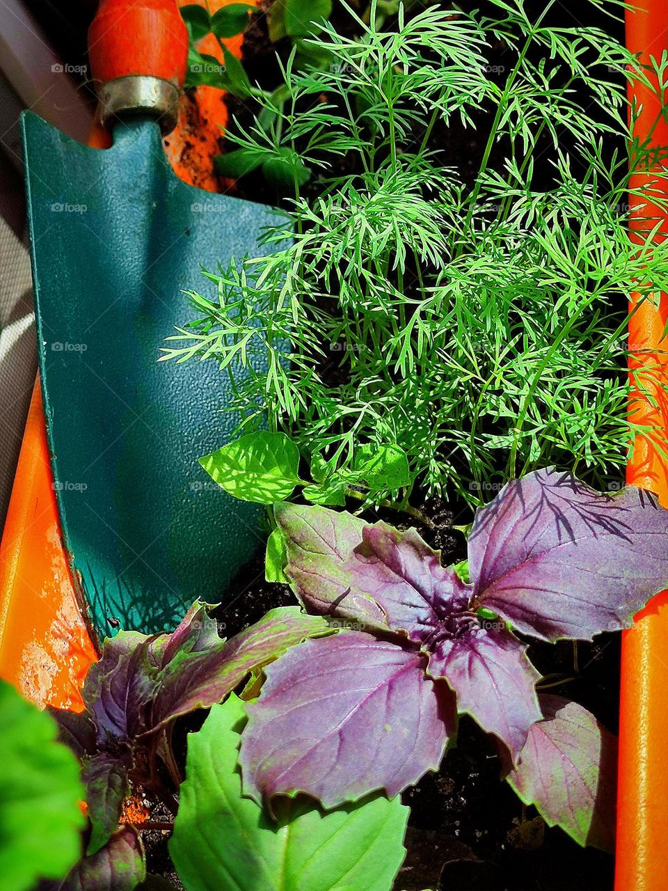 Plants. Dill, purple basil and green basil grow in an orange container. A shovel is stuck into the ground. Edible greens on the windowsill