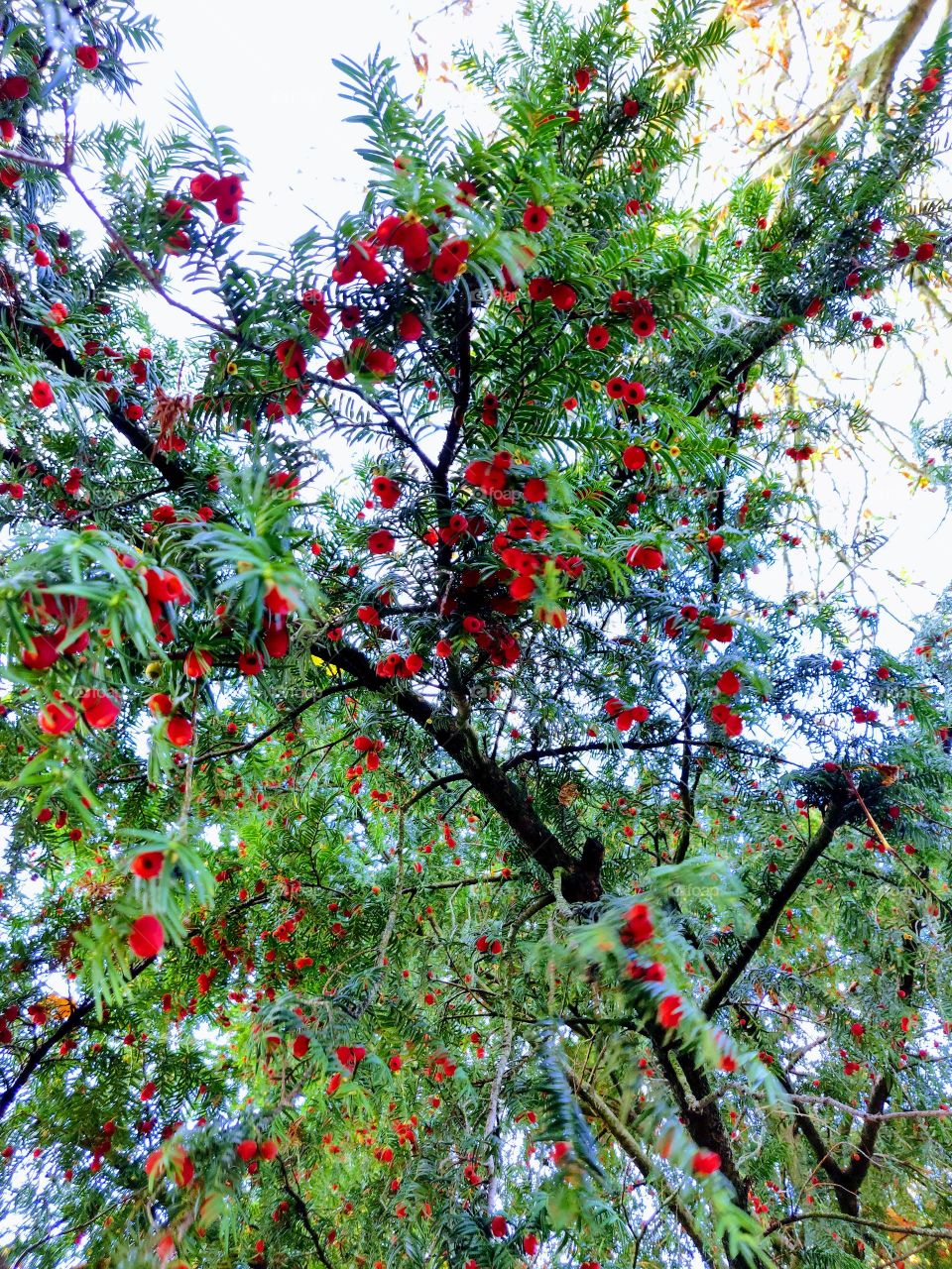 Glowing red berries that look like flowers