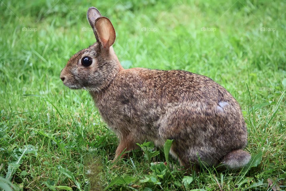 Bunny in a grass