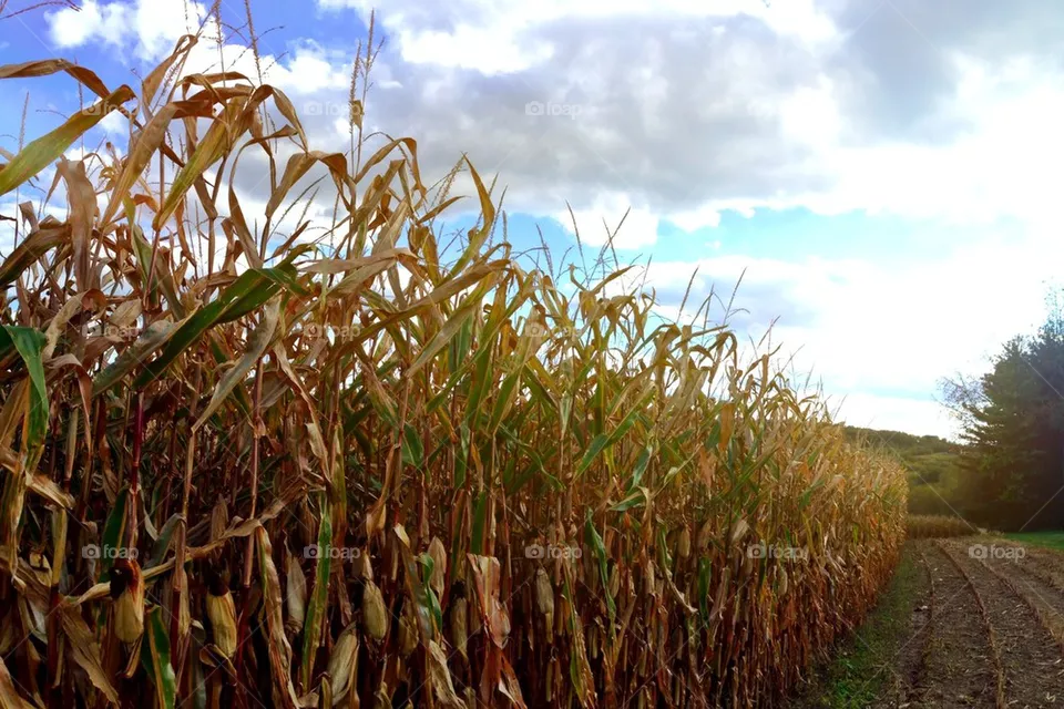 Harvest