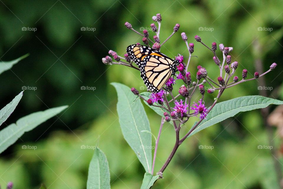 Butterflies bold nature Bright flower beautiful fresh floral colorful