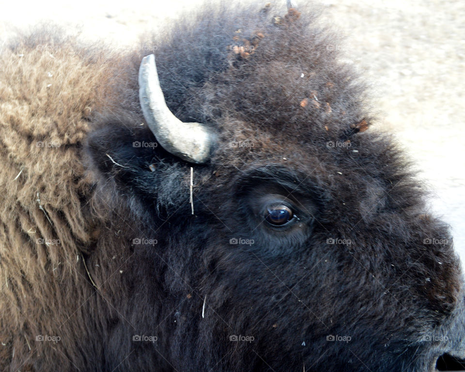 "What are you looking at?" This buffalo was right outside my window on the drive through Custer State Park in South Dakota. 