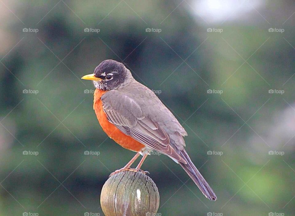 Perching Robin