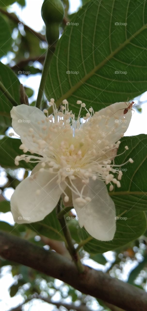 Beautiful Guava Flower and Ant