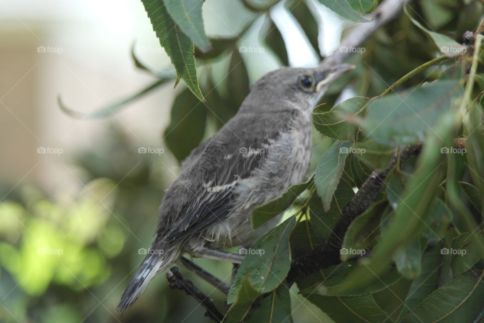 Baby mockingbird 