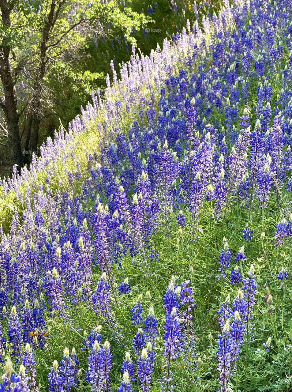 Lupine wildflowers 