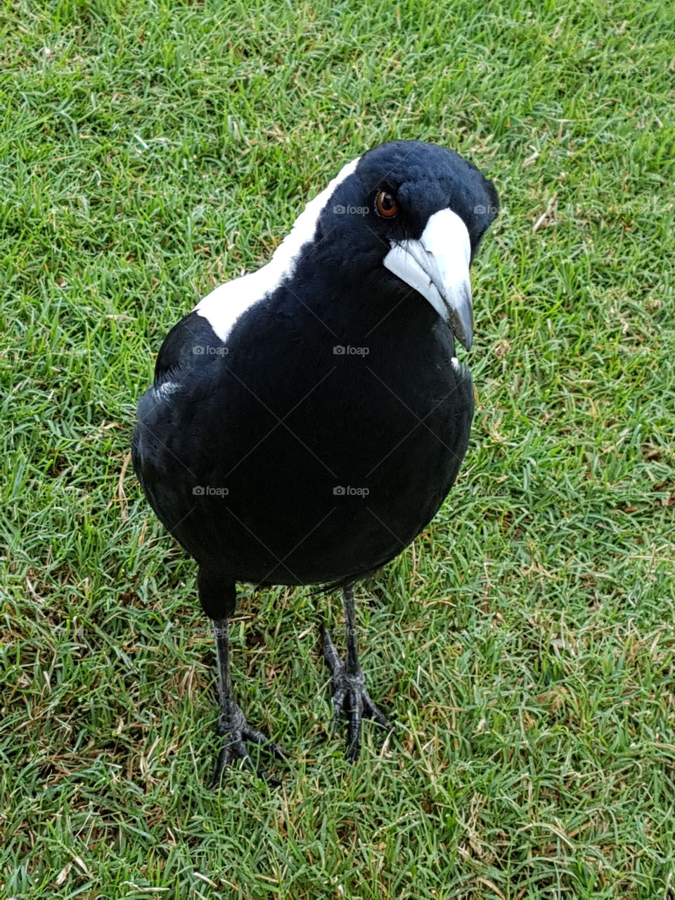 magpie