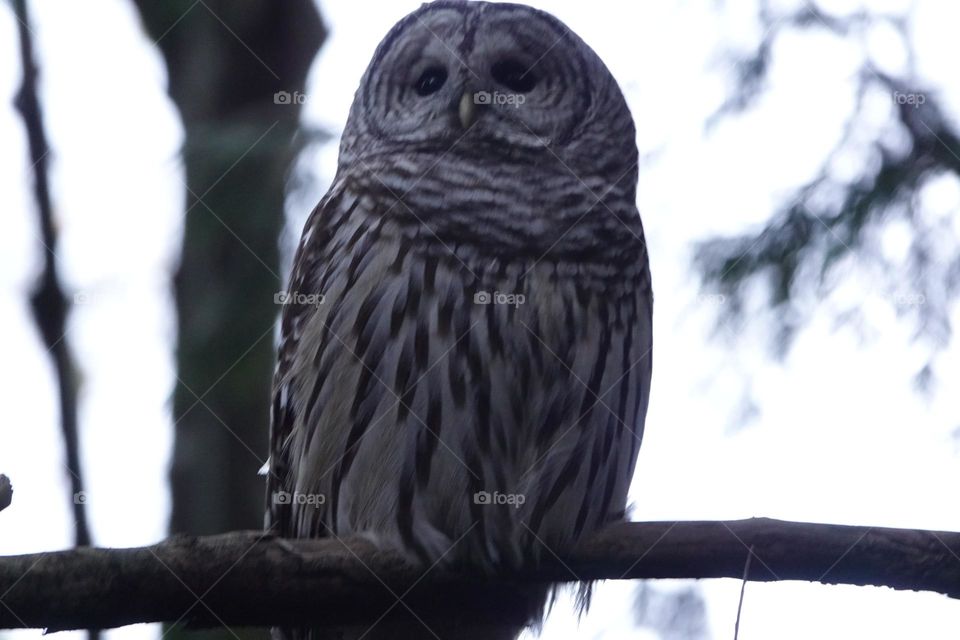 Beautiful owl 