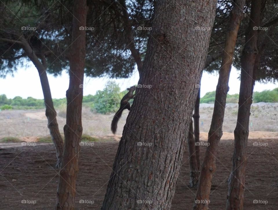 Forest#squirrel#trees