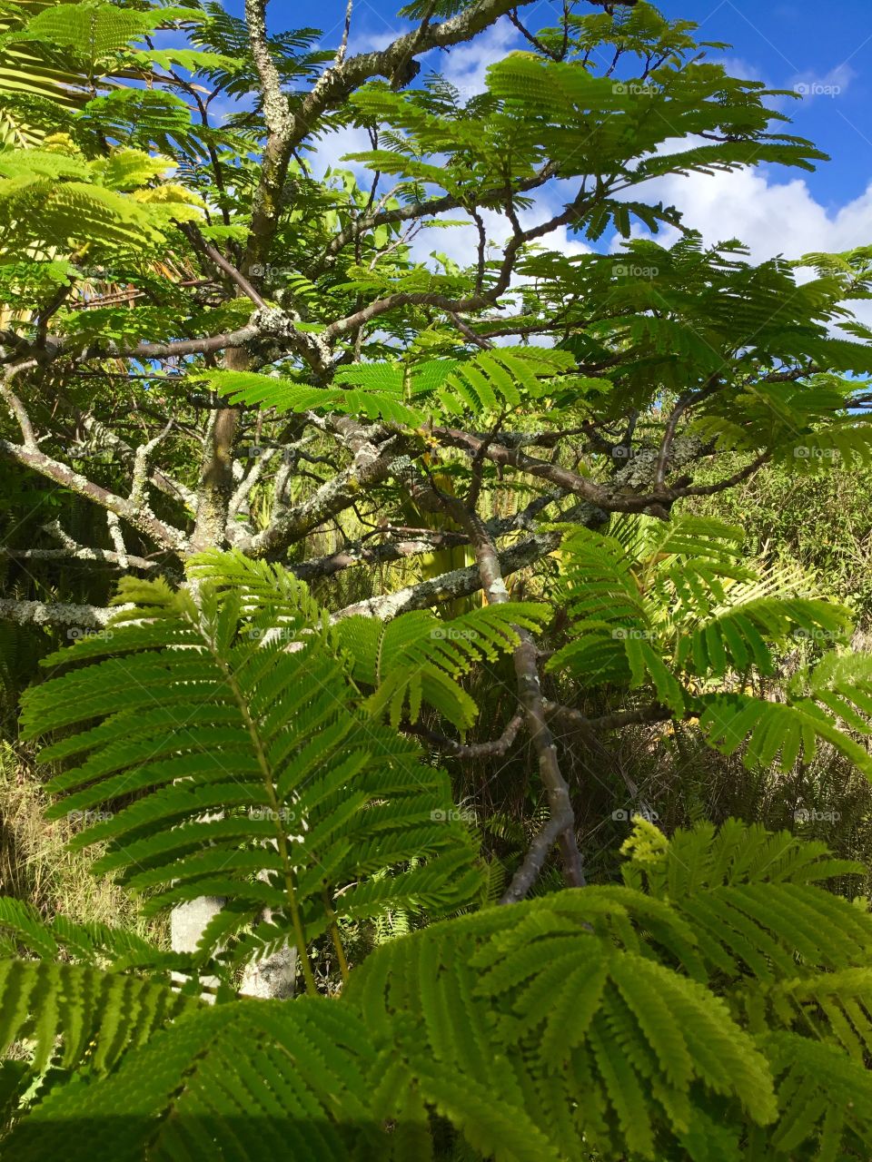 Tropical flora