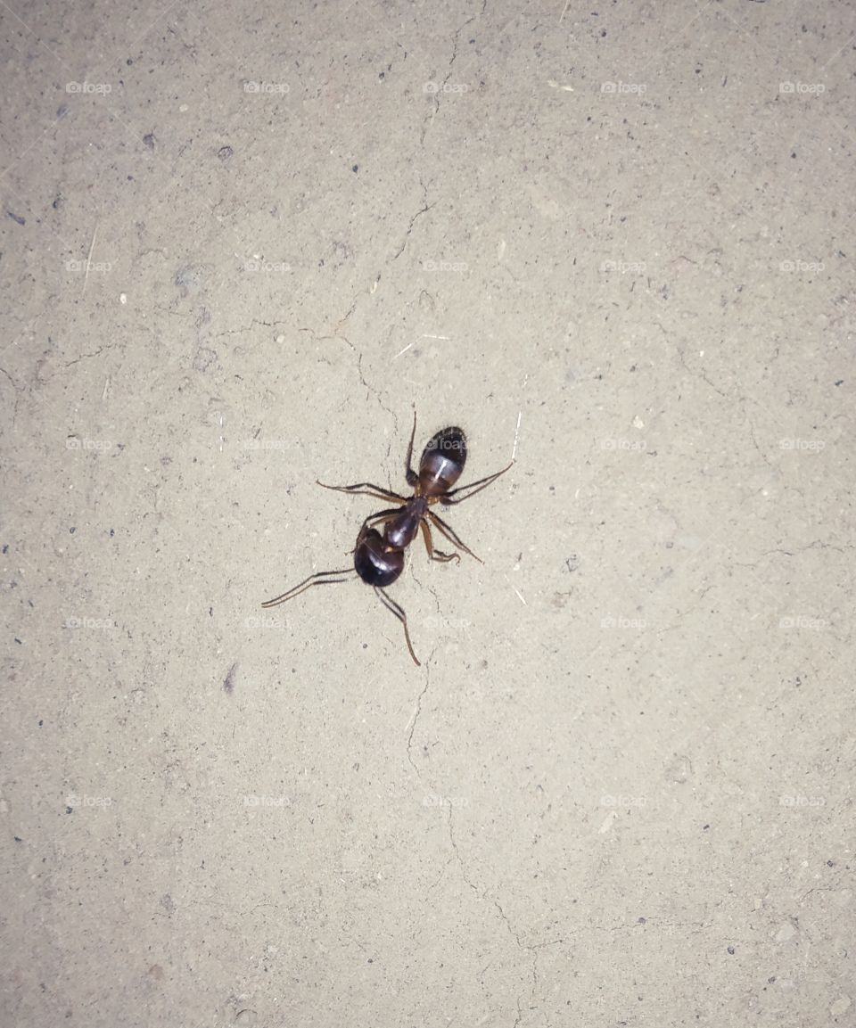 little ant