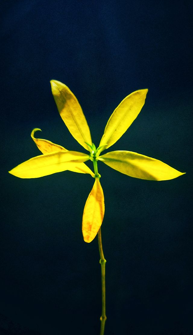 flower in night