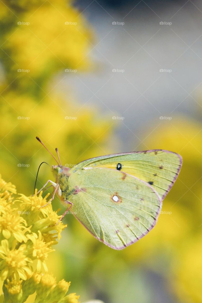 Yellow beauty 