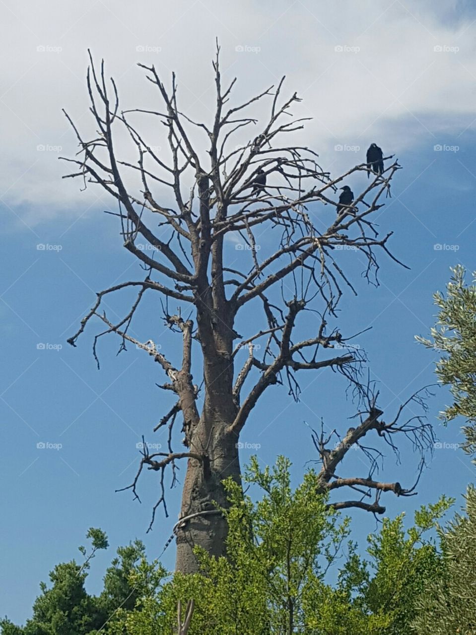 Birds in a tree