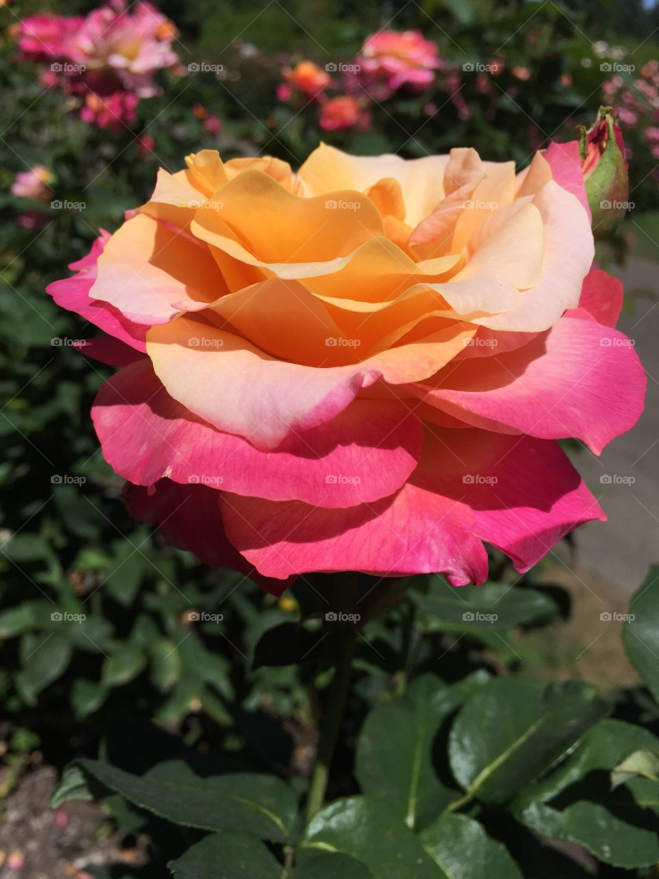 Sherbet rose