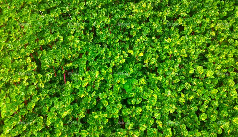 Textured circular leaves