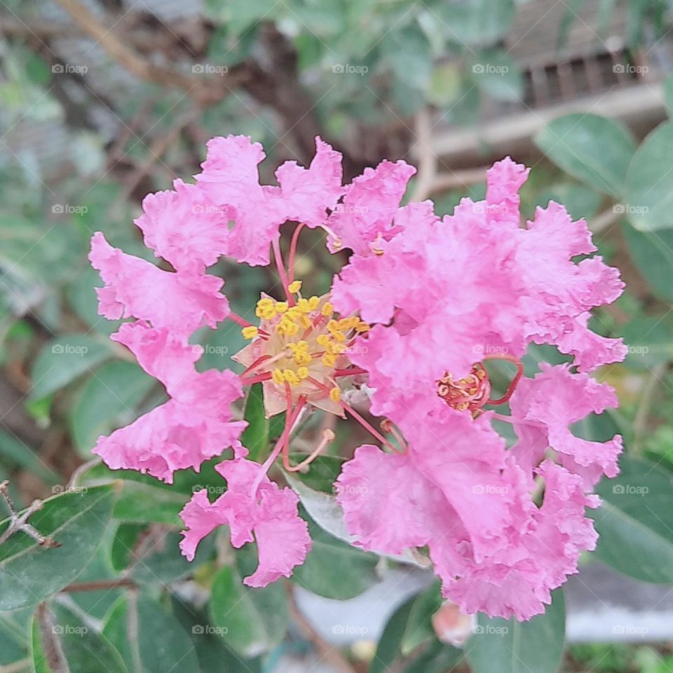 Pink flower