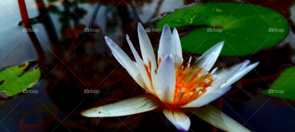 naturelove, beautiful flowers, drak background, morning click