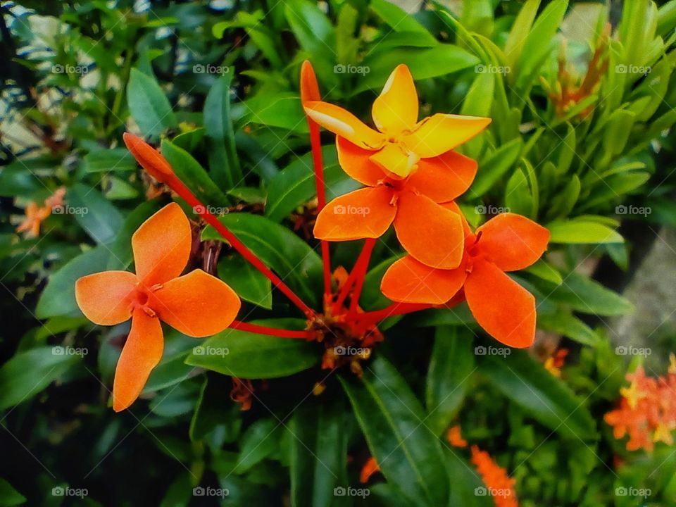 close-up of orange flowering plant