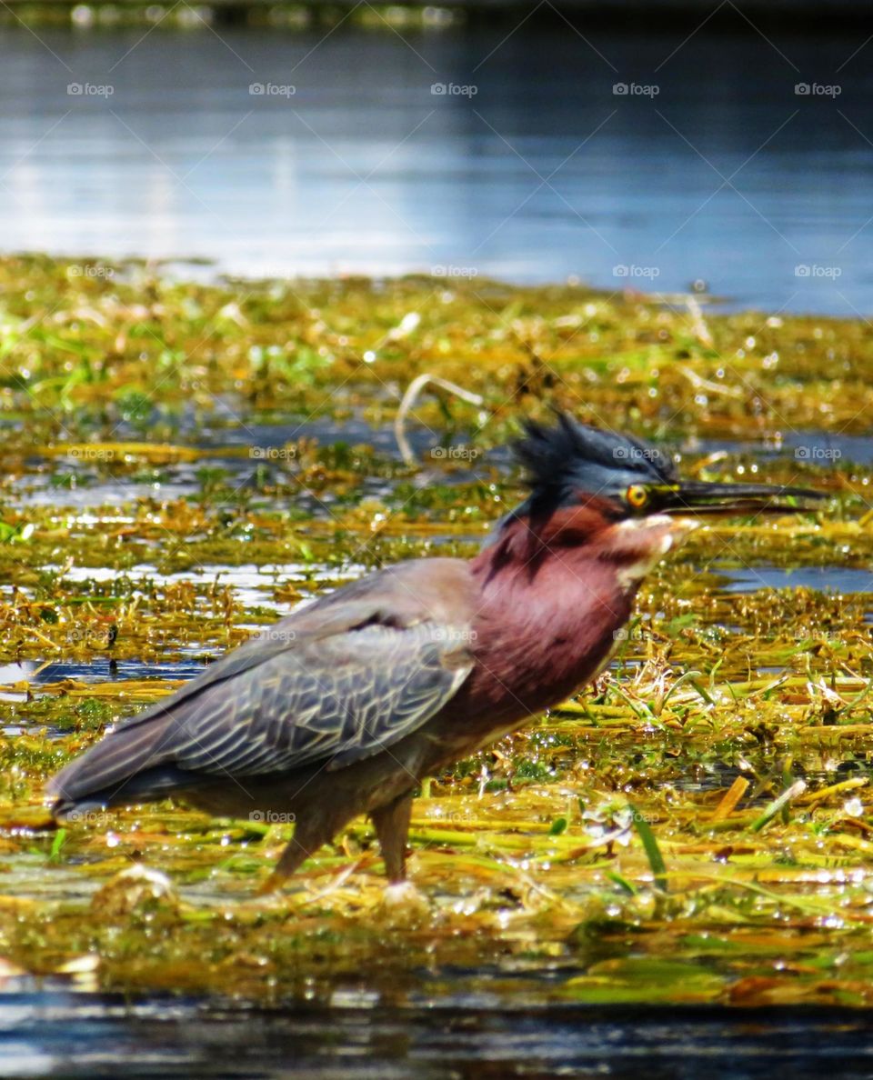 Green Heron in Rainbow River 