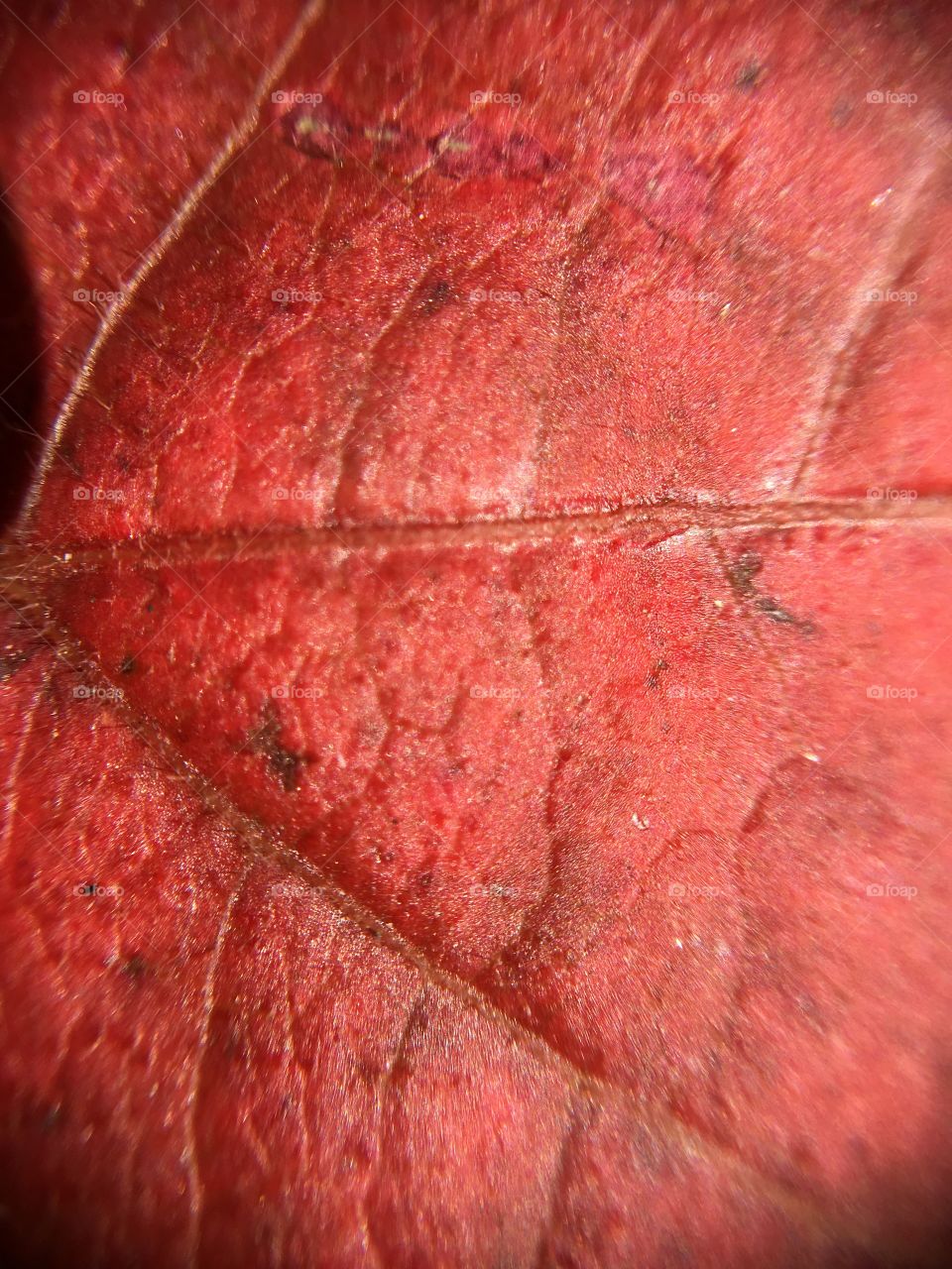Reddish-brown leaf